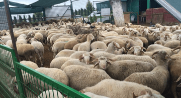 İzmir Adak Kurban Koç Satış